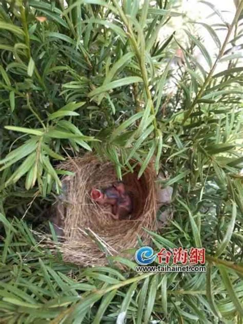 鳥兒在家築巢|【鳥在家裡築巢】鳥兒築巢在自家！是福是禍？專家曝。